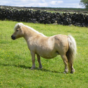 Shadow Play Pale Shadow Foundation Mare. Deceased (1994-2022)