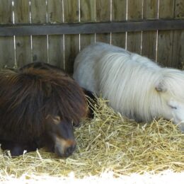 Moorsbeck Silver Lace & Moorsbeck As If By Magic enjoying a snooze together