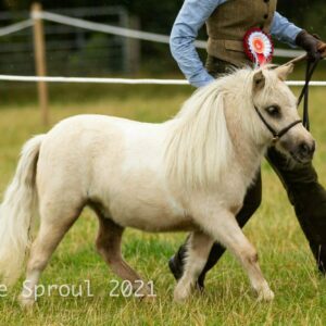 Moorsbeck Mallow Gold. Sold to a friend to show/ breed along with her dam. Courtesy of/copyright A Sproul Photography & Mrs Mcintosh.